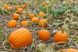 Today's Mystery Freebie