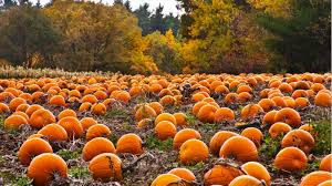 Today's Mystery Free Offer