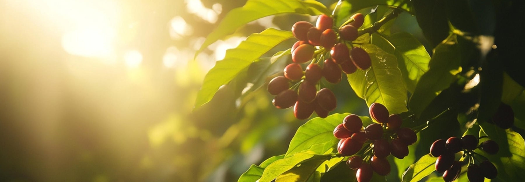 Koa Premium Hawaiian Coffee